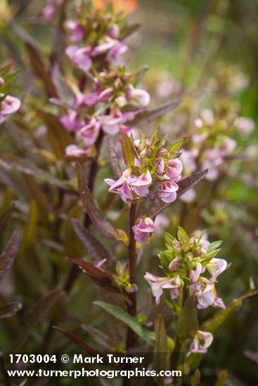 Pedicularis racemosa