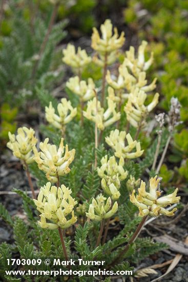 Oxytropis campestris