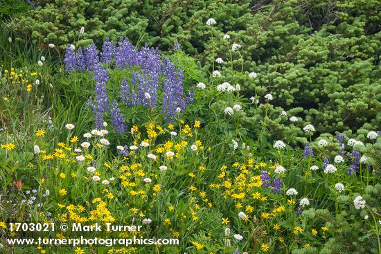 Arnica latifolia; Bistorta bistortoides; Lupinus latifolius; Erigeron glacialis; Valeriana sitchensis; Abies lasiocarpa