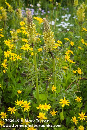 Pedicularis bracteosa; Arnica latifolia