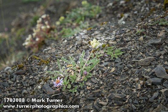 Aster sibiricus (Eurybia sibirica); Oxytropis campestris