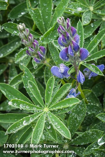 Lupinus latifolius