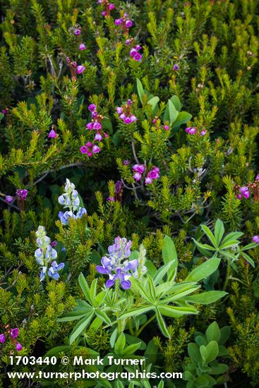 Lupinus latifolius; Phyllodoce empetriformis