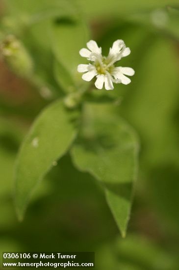 Silene menziesii