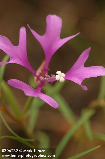 Clarkia pulchella