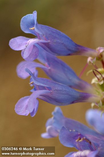 Penstemon speciosus