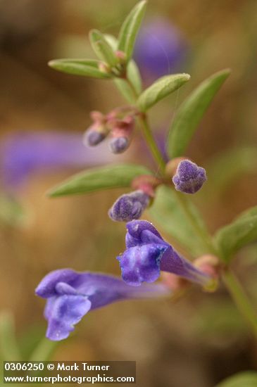 Scutellaria angustifolia