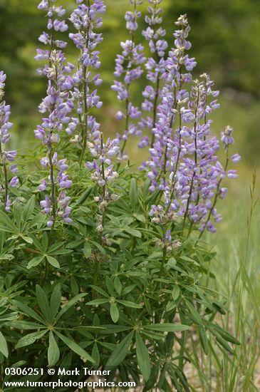 Lupinus burkei ssp. burkei (L. polyphyllus var. burkei)