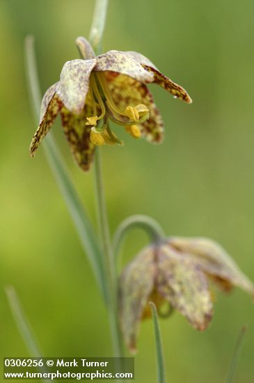 Fritillaria atropurpurea