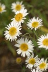 Eaton's Daisy blossoms detail