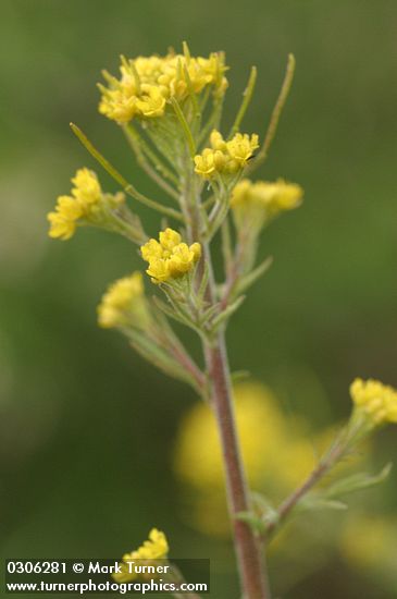 Descurainia incana ssp. incana (D. richardsonii)