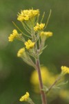 Mountain Tansy Mustard blossoms detail