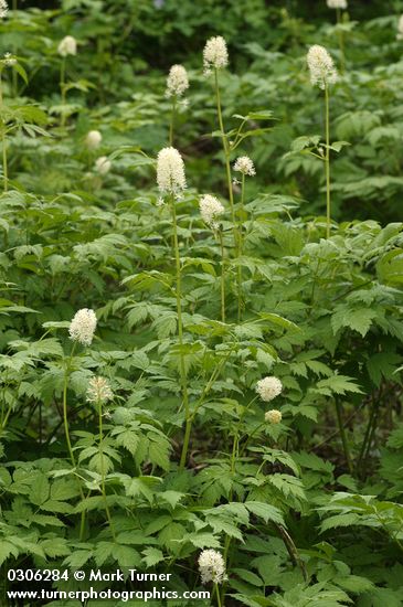 Actaea rubra