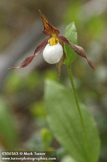 Mountain Ladyslipper