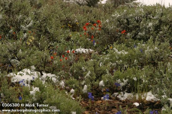 Artemisia tridentata; Castilleja applegatei; Delphinium nuttallii