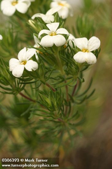 Linanthus nuttallii ssp. nuttallii