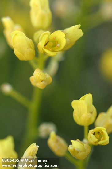 Draba crassifolia