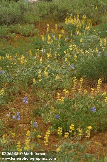 Lupinus sulphureus; Triteleia grandiflora var. grandiflora