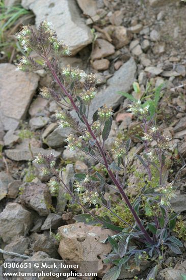 Phacelia hastata