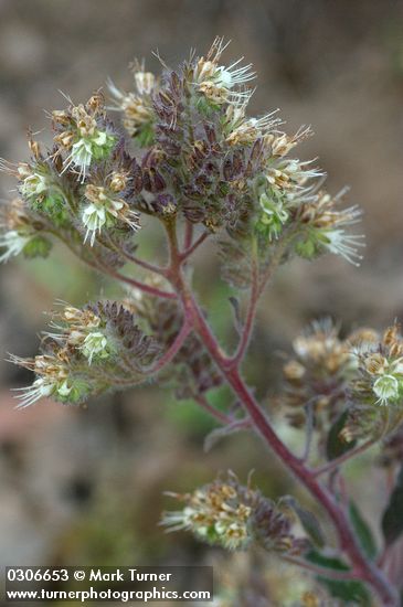 Phacelia hastata