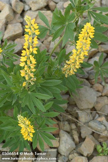 Lupinus sabinianus