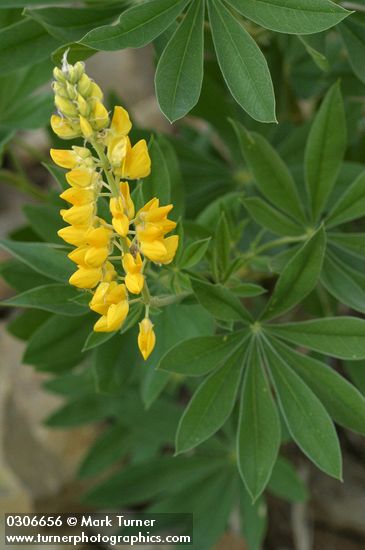 Lupinus sabinianus