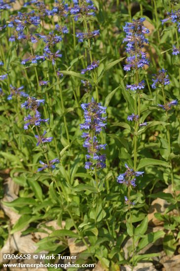 Penstemon rydbergii