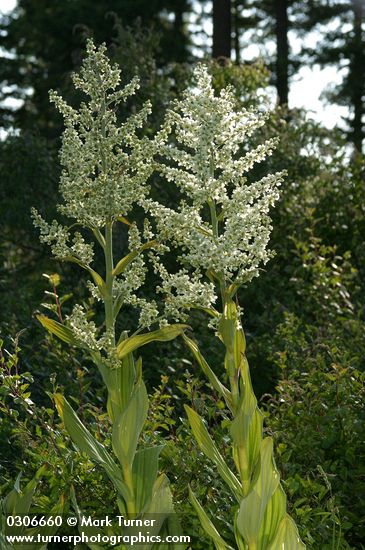 Veratrum californicum