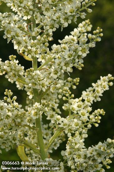 Veratrum californicum