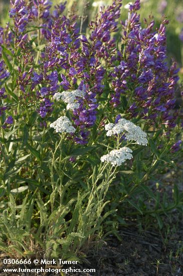 Penstemon venustus; Achillea millefolium