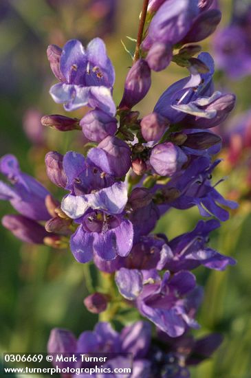 Penstemon venustus