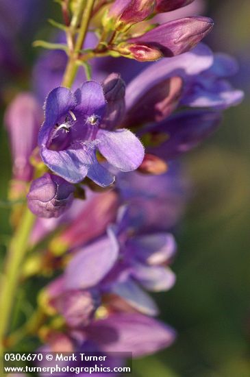 Penstemon venustus