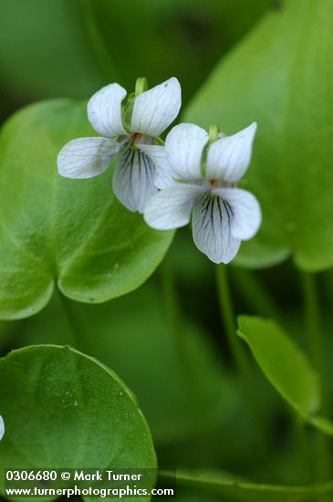 Viola palustris