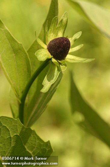 Rudbeckia occidentalis