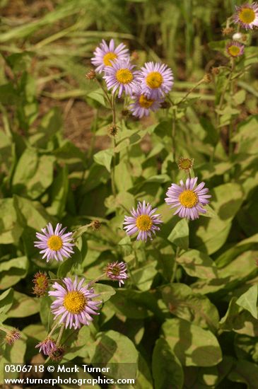 Erigeron peregrinus