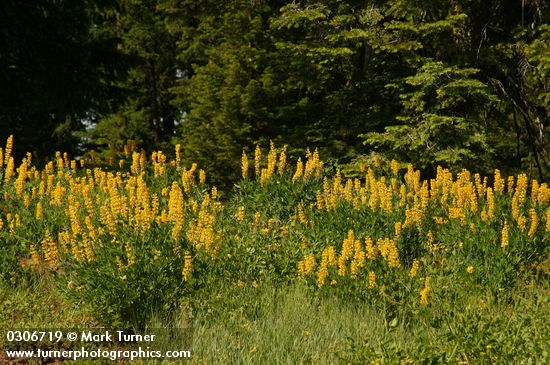 Lupinus sabinianus