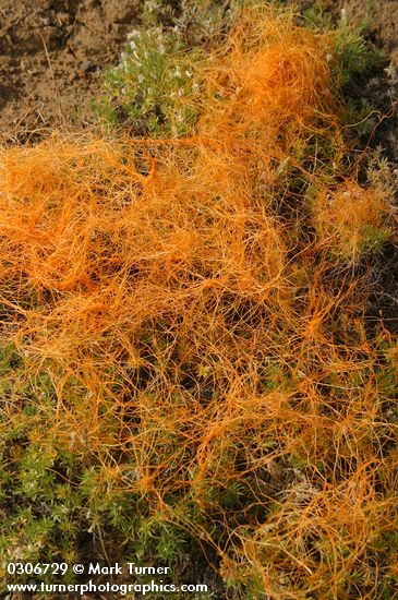 Cuscuta californica