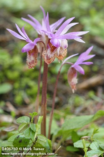 Calypso bulbosa