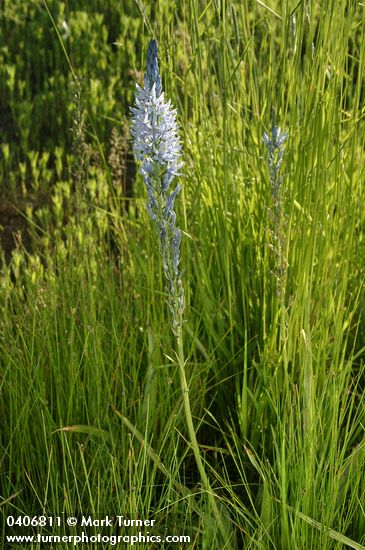 Camassia cusickii