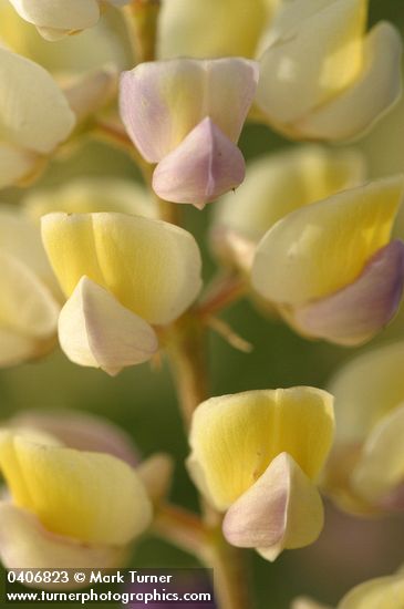 Lupinus arbustus ssp. calcaratus (L. laxiflorus var. calcaratus)