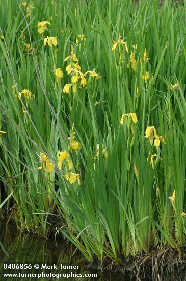 Iris pseudacorus