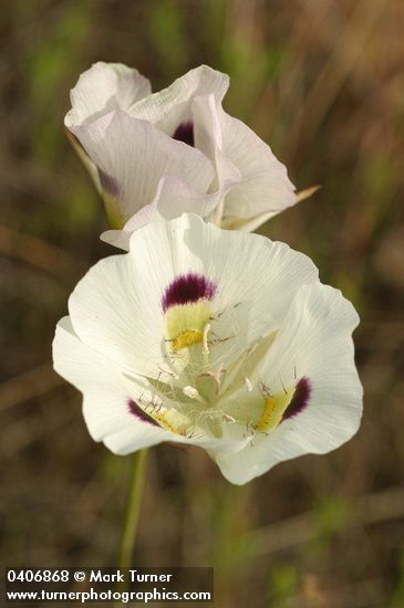 Calochortus eurycarpus