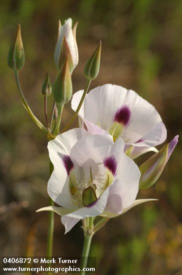 Calochortus eurycarpus