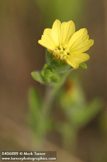 Lagophylla ramosissima