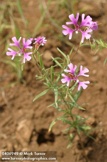 Clarkia pulchella