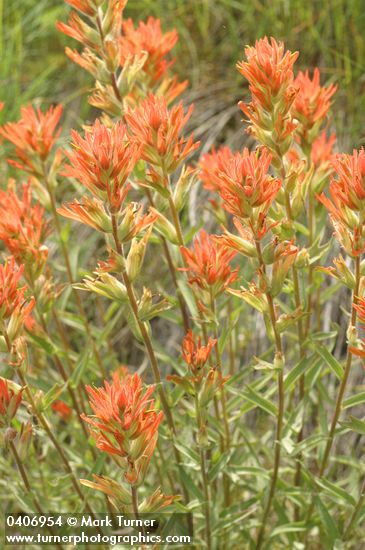 Castilleja hispida ssp. acuta