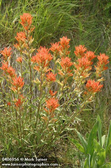 Castilleja hispida ssp. acuta