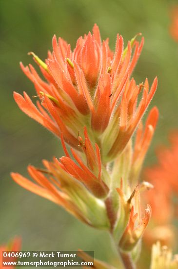 Castilleja hispida ssp. acuta