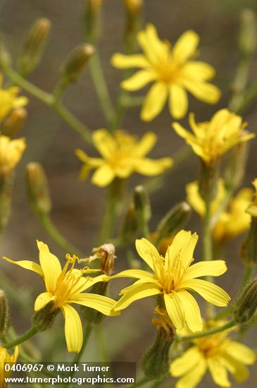 Crepis atribarba ssp. originalis (C. barbigera)