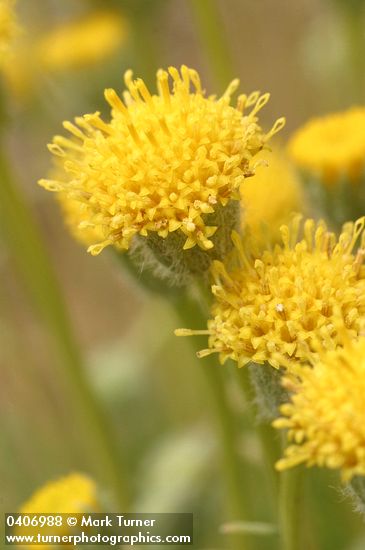 Erigeron aphanactis